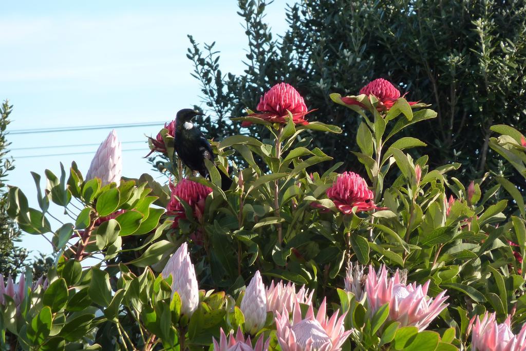 The Green House B&B Whitianga Exterior foto